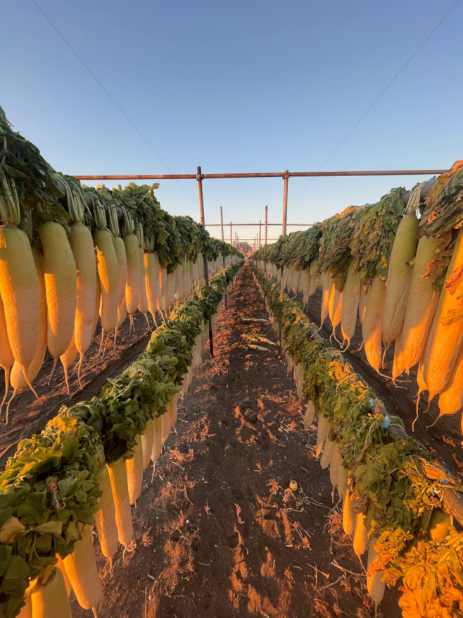 元旦に初日を浴びる沢庵干し