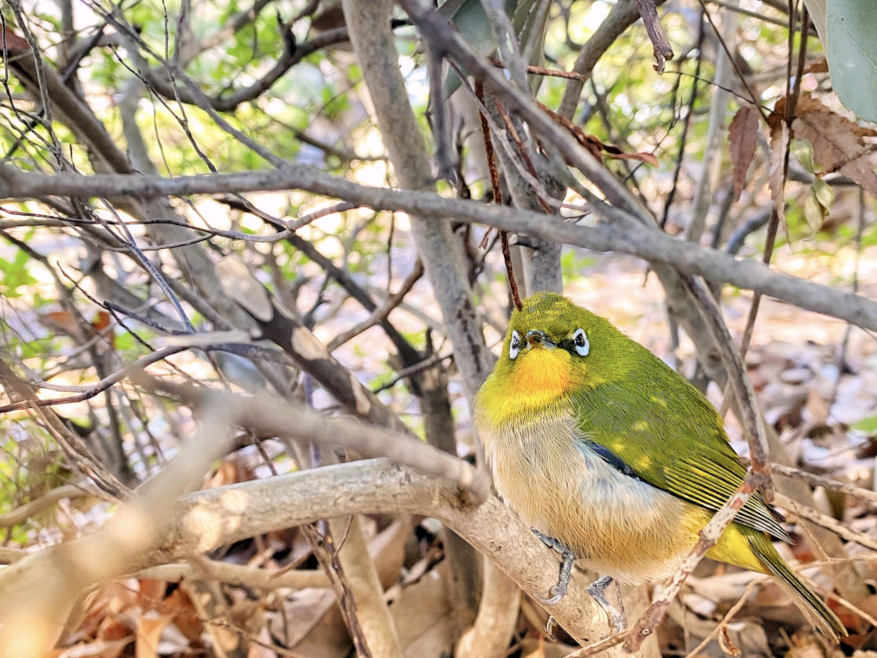 「お乗り頂きました手は『道路』発『公園』行です。」