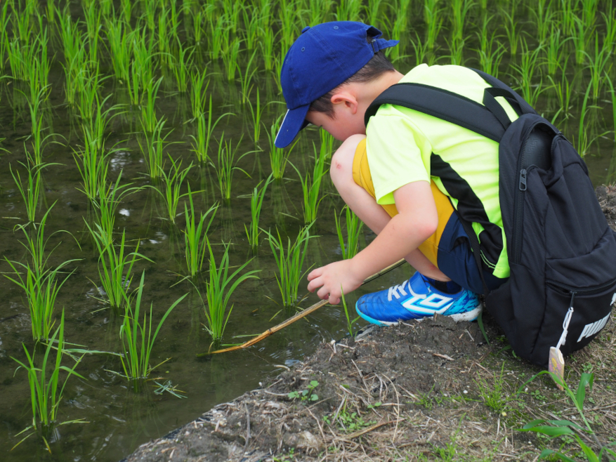 蛙、捕まえたい!